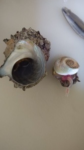 DSC_0147_コピー_コピー