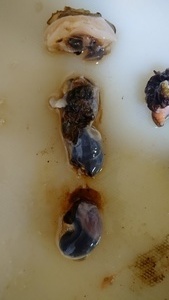 DSC_0151_コピー_コピー